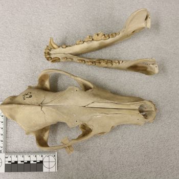 Media type: image;   Mammalogy BOM-65 Description: Image of skeleton specimen - dorsal view. dorsal view of skull.;